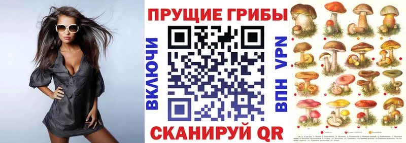 купить   Новый Оскол  Псилоцибиновые грибы Psilocybine cubensis 